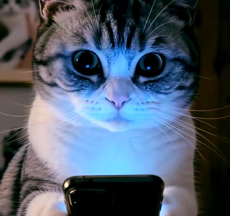 cat.jpg