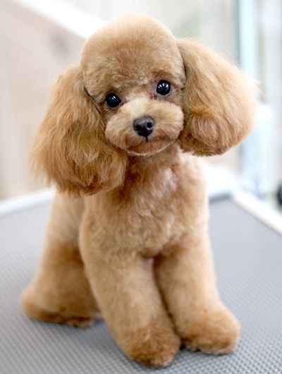 poodle.png