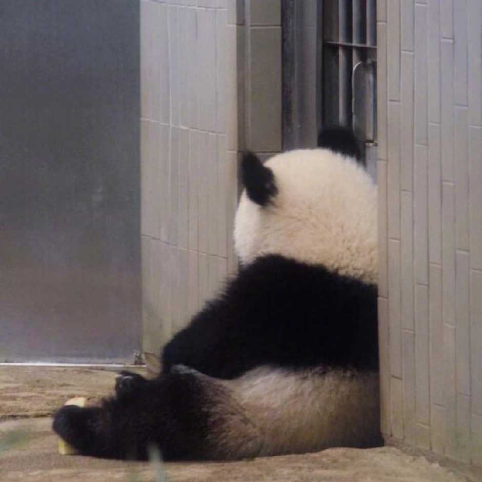 yxq
