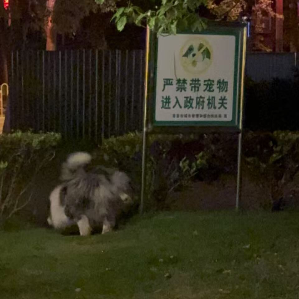 国家特级吃瓜运动员