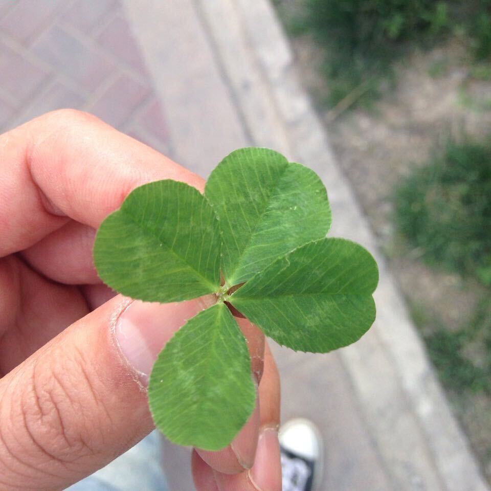 汪