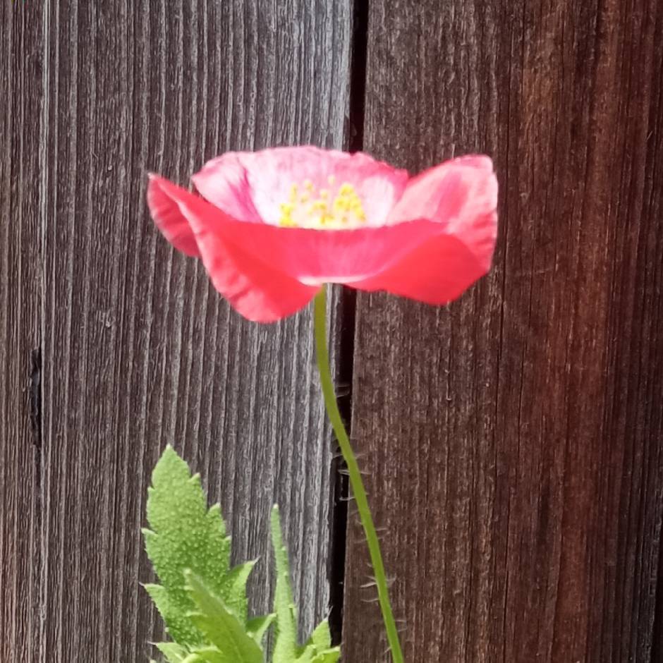 阿花（工作时间不在线）