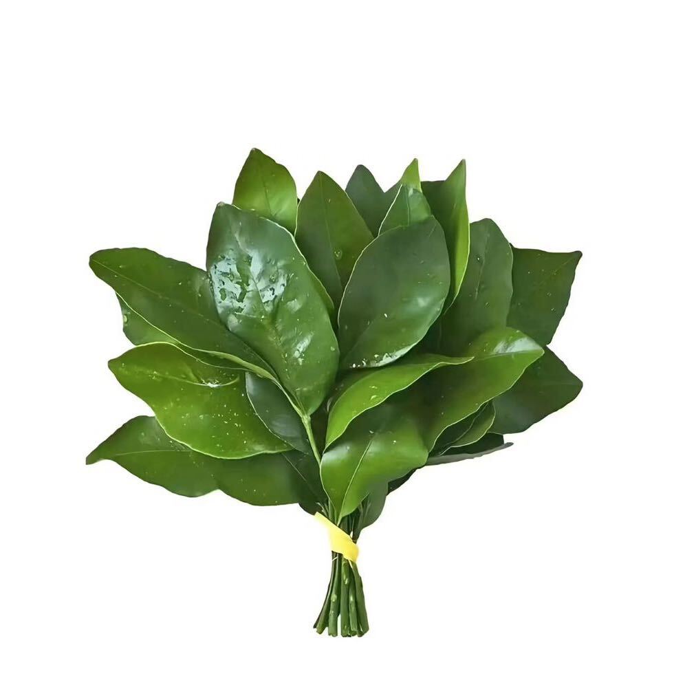 张馨月