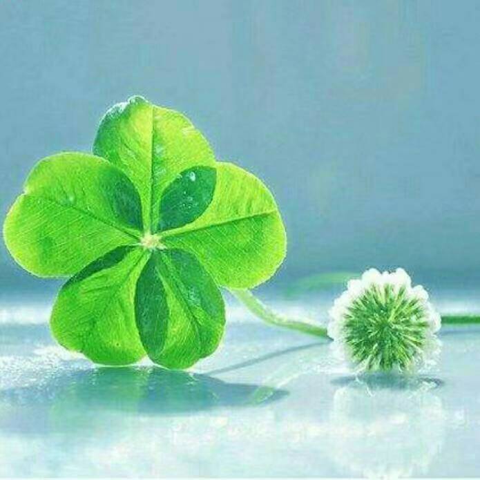 鹧鸪催人别回头